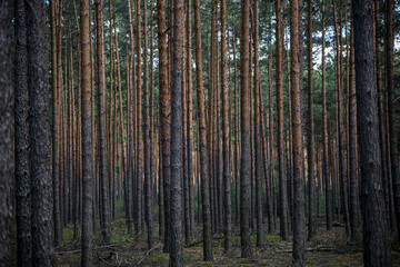 Obraz premium trees in the forest