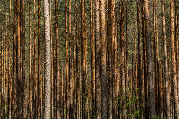 Obraz premium wood background