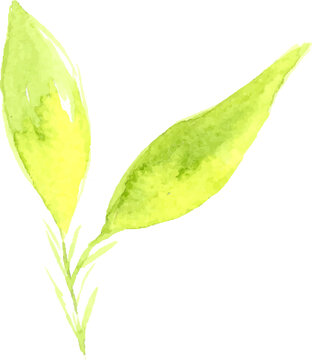 recommend clip art: Hand drawn botanical illustration s, watercolor branches and leaves