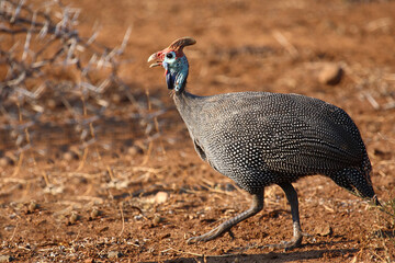 Helmperlhuhn / Helmeted guineafowl / Numida meleagris