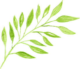 Hand drawn botanical illustration s, watercolor branches and leaves