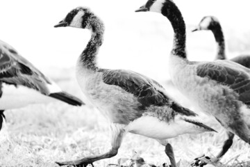 Gaggle of young geese walking by at lake close up.