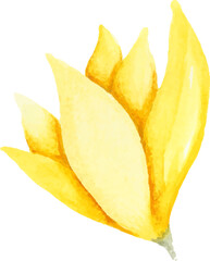 Yellow watercolor flower illustration hand drawn