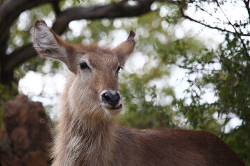 Wasserbock / Waterbuck / Kobus ellipsiprymnus.