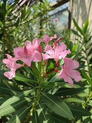 Bouquet of flowers of a tropical plant pink oleander in a plant environment in a greenhouse of tropical plants close-up
