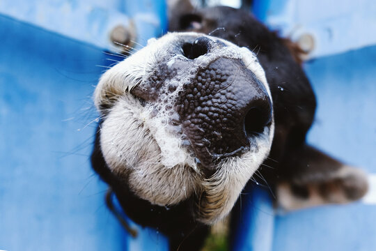 Cattle health concept with closeup of young cow in headgate of chute with slobber for cow working.