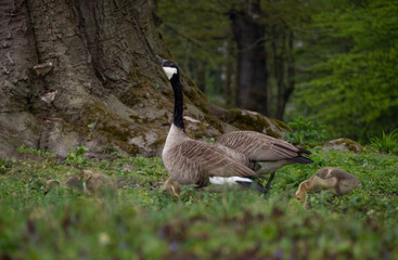 Kanadagans (Branta canadensis) mit vielen kleinen Babys im Park.