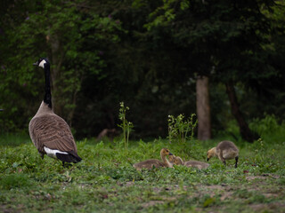 Kanadagans (Branta canadensis) mit vielen kleinen Babys im Park.