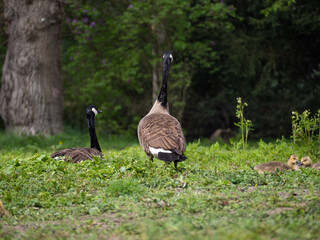 Kanadagans (Branta canadensis) mit vielen kleinen Babys im Park.
