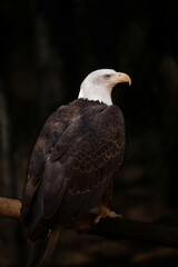 A bald eagle perched on a branch near Bend Oregon.  Primary focus is the eye