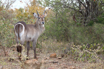 Fototapeta premium Wasserbock / Waterbuck / Kobus ellipsiprymnus.