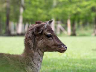 Ein junges Reh (Capreolus capreolus) grast auf einer grünen Wiese.