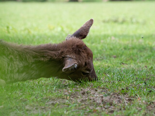 Ein junges Reh (Capreolus capreolus) grast auf einer grünen Wiese.