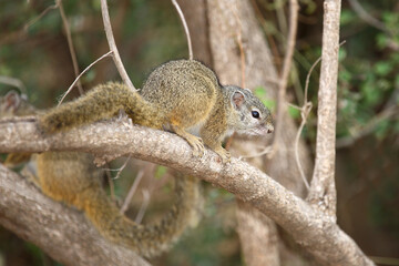 Ockerfußbuschhörnchen / Tree squirrel / Paraxerus cepapi