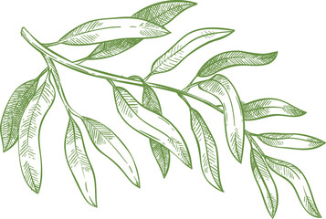 Hand drawn olive branch - 510115122