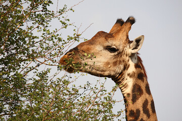 Giraffe / Giraffe / Giraffa camelopardalis