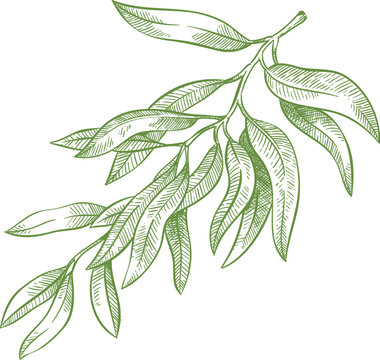 Hand drawn olive branch
