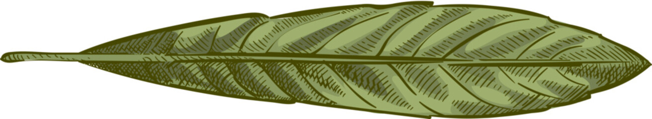 Green willow leaf © Tartila