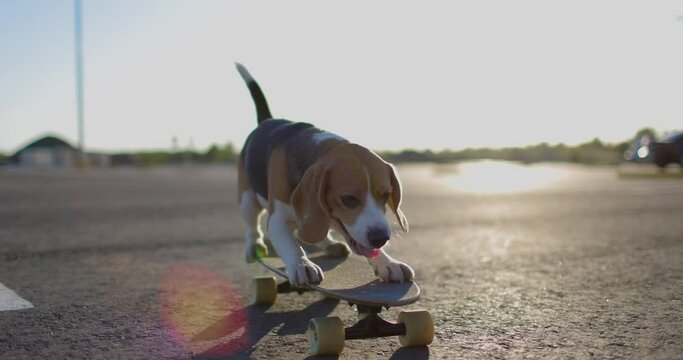 Beagle dog rides a skateboard. Close-up shooting. Slow motion