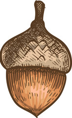 Acorn © Tartila