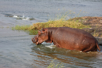 Flußpferd / Hippopotamus / Hippopotamus amphibius