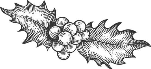 Hand drawn holly leaves and berries