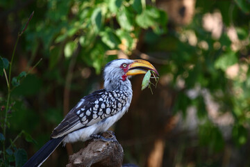 Südlicher Gelbschnabeltoko / Southern yellow-billed hornbill / Tockus leucomelas