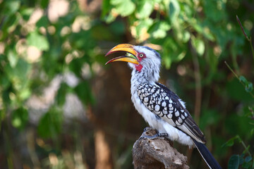 Südlicher Gelbschnabeltoko / Southern yellow-billed hornbill / Tockus leucomelas
