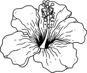 Tropical Floral Illustrations