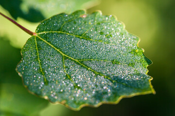 Zitterpappelblatt mit fein verteilten Morgentau Tropfen | Populus tremula | European Aspen leaf...