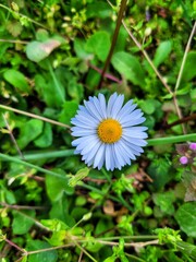 Fototapeta premium daisy flower in the garden