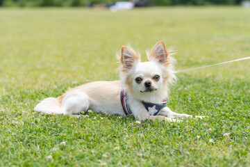 チワワ 小型犬 かわいい 散歩