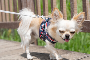 チワワ 小型犬 かわいい 散歩