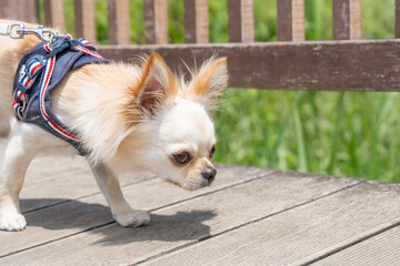 チワワ 小型犬 かわいい 散歩