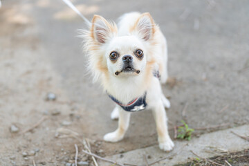 チワワ 小型犬 かわいい 散歩