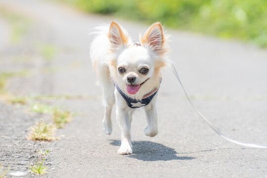 犬好きさん おこがましい m3694 ☆チワワが可愛い名古屋帯