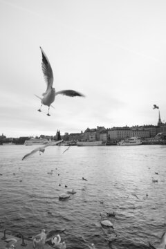 Close-up photo of a beautiful white bird and many white birds in the background at the sea in Stockholm