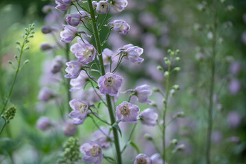 Fototapeta premium Closeup of pink Delphinium flowers on blurred background