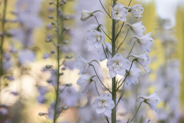 Closeup of white Delphinium flower in the garden