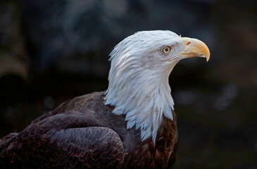 A bald eagle perched on a branch near Bend Oregon.  Primary focus is the eye