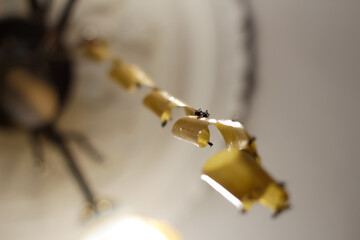 Defocus fly on yellow flypaper. Dead flies on sticky tape, trap for flies with glue, adhesive...