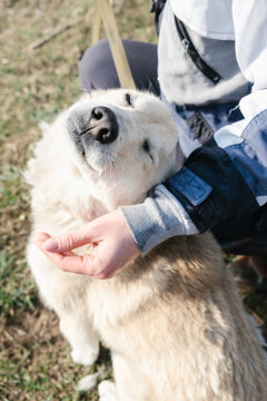 portrait of a white dog with closed eyes while walking in a shelter