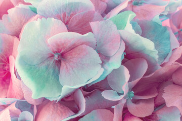 Beautiful blooming pink hydrangea flowers close-up. Floral background