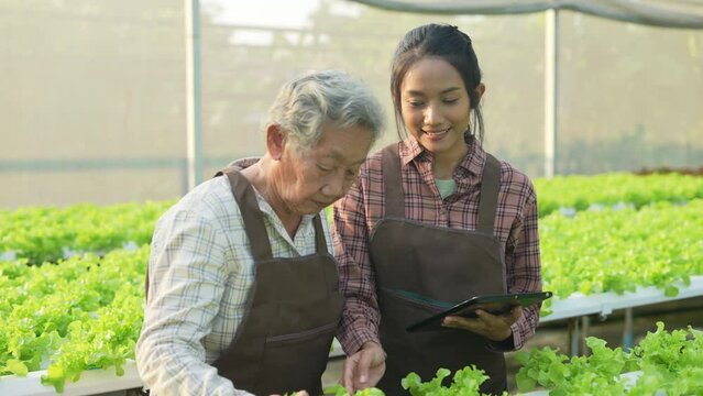 agriculture concept of 4k Resolution. Asian woman checking vegetables in greenhouse. Gardener's Productivity Evaluation.