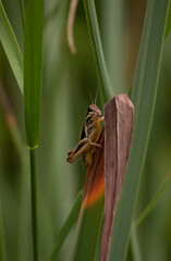 grasshopper on a leaf