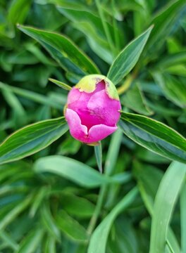 Photo of young peony