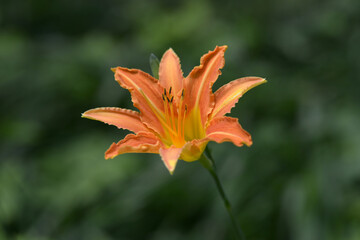 オレンジ色のユリの花