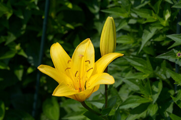 Fototapeta premium 黄色いユリの花