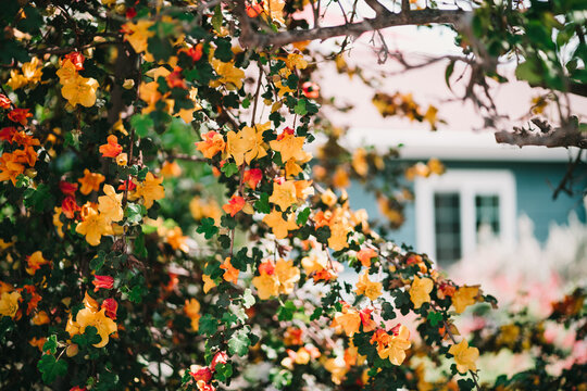 Costa Mesa Neighborhoods