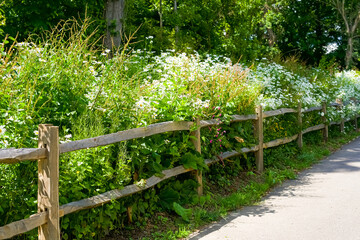 A path along a wooden fence, behind which a huge number of white daisies grow. Many white flowers adorn the path.